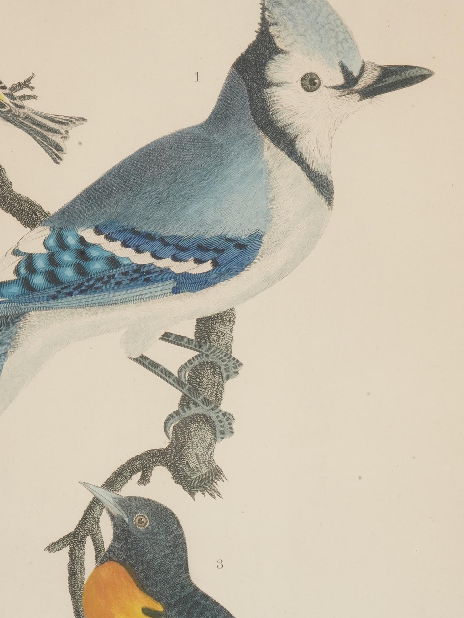 TWO COLOR LITHOGRAPHS BIRDS BY ALEXANDER LAWSON PIC-4